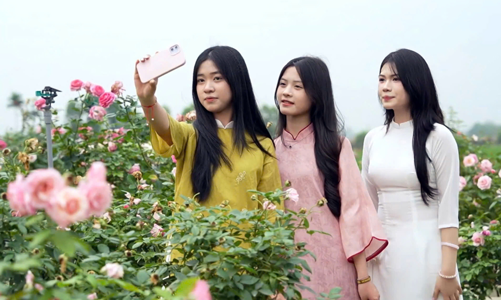 Vườn hồng Yên Dũng - điểm đến đậm sắc hương